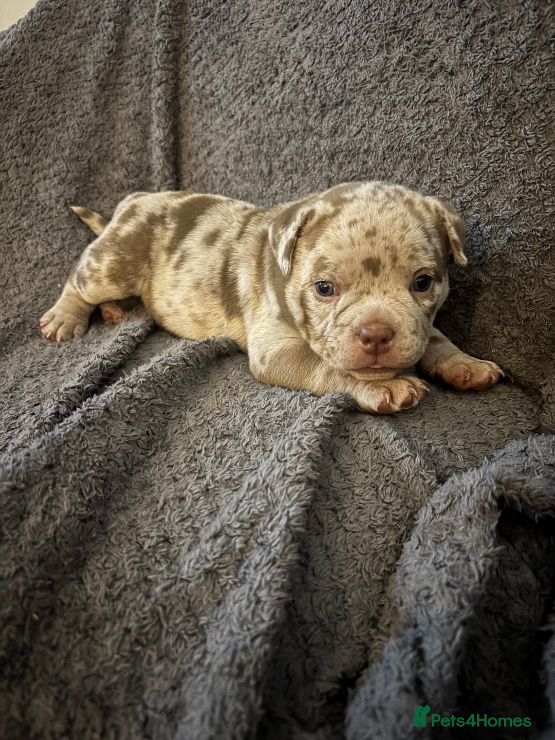 American Bully dogs for sale: Pocket Bully  - Image 2