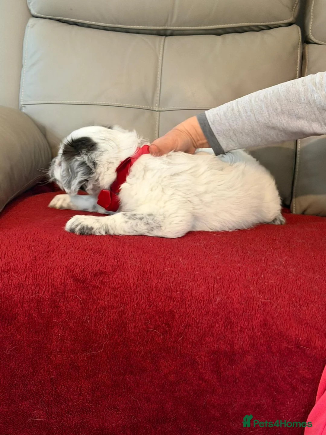 Mixed Breed dogs for adoption: 🐾☁️ SKY – The Little Cloud with a Big Heart ☁️🐾 - Advert 1