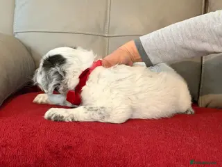 Mixed Breed dogs 🐾☁️ SKY – The Little Cloud with a Big Heart ☁️🐾 - Advert 5