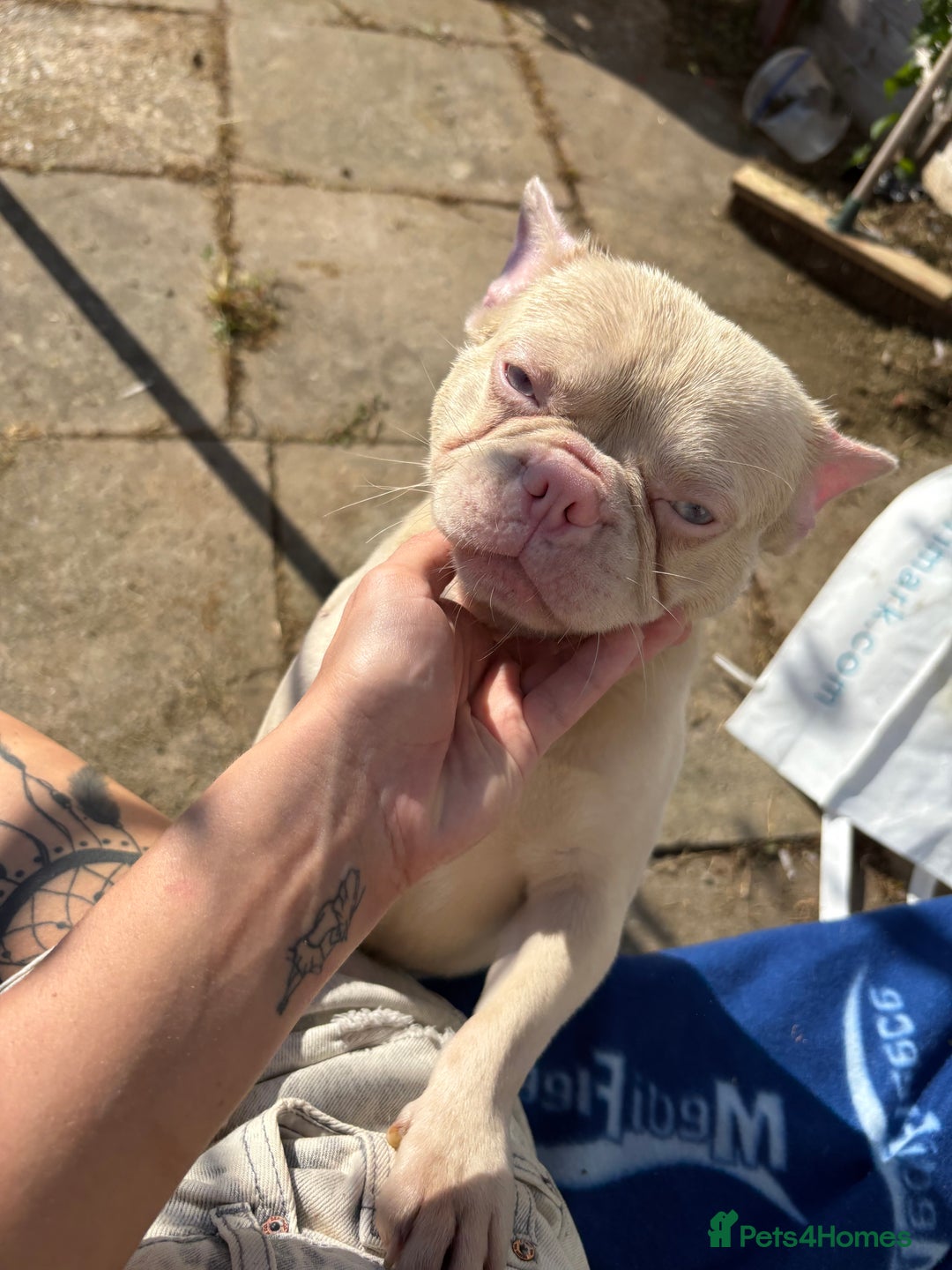 French Bulldog dogs for sale: 2 french bulldogs  - Image 8