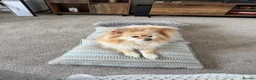Pomeranian dogs for sale: Pomeranian puppies 2x girls 1x boy  - Advert 6