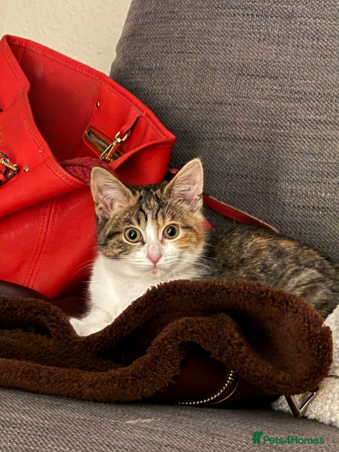 Domestic Shorthair cats for sale: Tabby kitten  - Advert 3