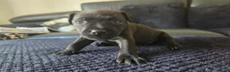 Patterdale Terrier dogs for sale: Patterdale Terrier Puppies - Advert 8
