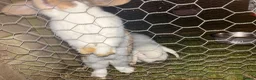 Dwarf Lop rabbits for sale: Lop and dwarf baby rabbits  - Advert 2