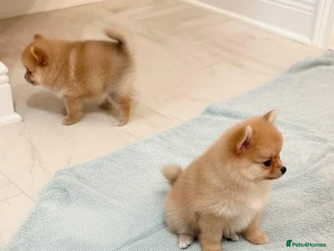 Pomeranian dogs for sale: Pomeranian puppies  - Advert 4