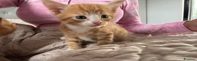 Domestic Shorthair 2