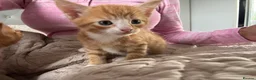 Domestic Shorthair cats for sale: Gorgeous kittens looking for their forever homes in Manchester - Advert 9