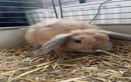 Mini Lop rabbits for sale: Mini lop  in Grays - Image 7