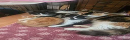 Mixed Breed cats for sale:  Playful & Loving KittensLooking for Forever Homes - Advert 1