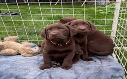 Labrador Retriever dogs for sale: KC SILVER/CHOCOLATE PEDIGREE LABRADOR PUPIES - Image 1