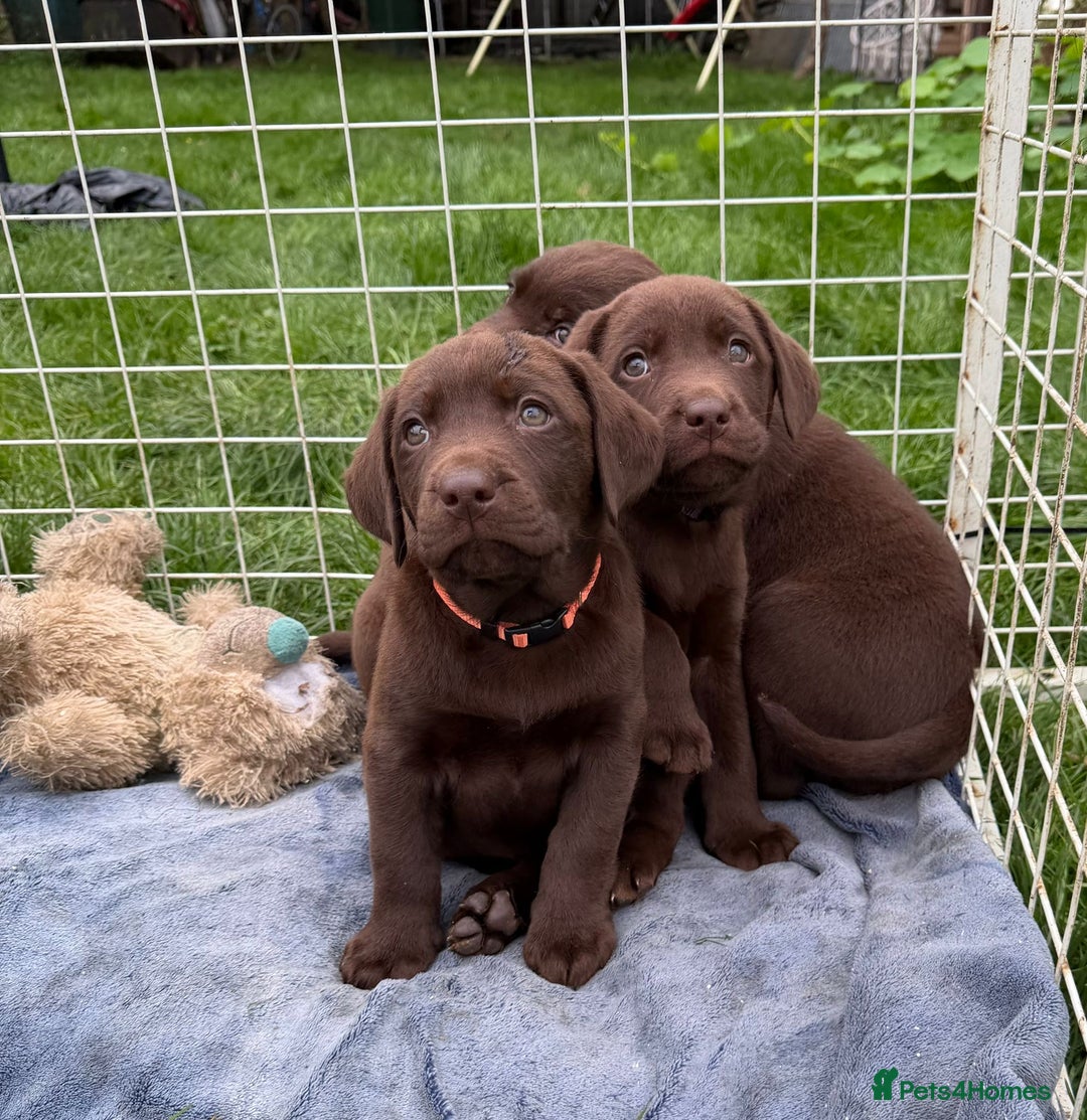 Labrador Retriever dogs for sale: KC SILVER/CHOCOLATE PEDIGREE LABRADOR PUPIES - Image 1