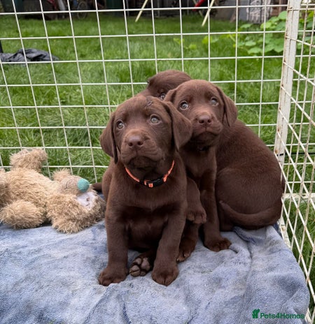 Labrador Retriever dogs - Advert 3