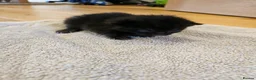 Mixed Breed cats for sale: Ready 4 days black boy kitten Siamese ragdoll mix  - Advert 35