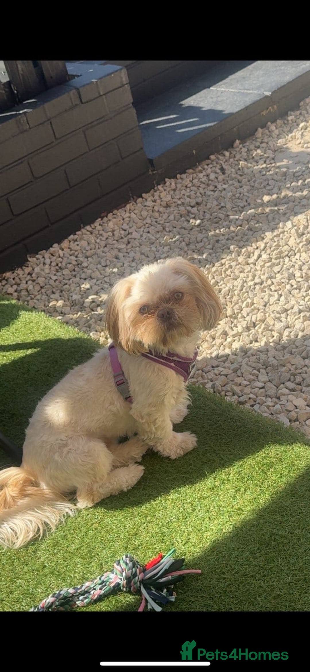Shih Tzu dogs for sale: Shih tzus  - Image 7