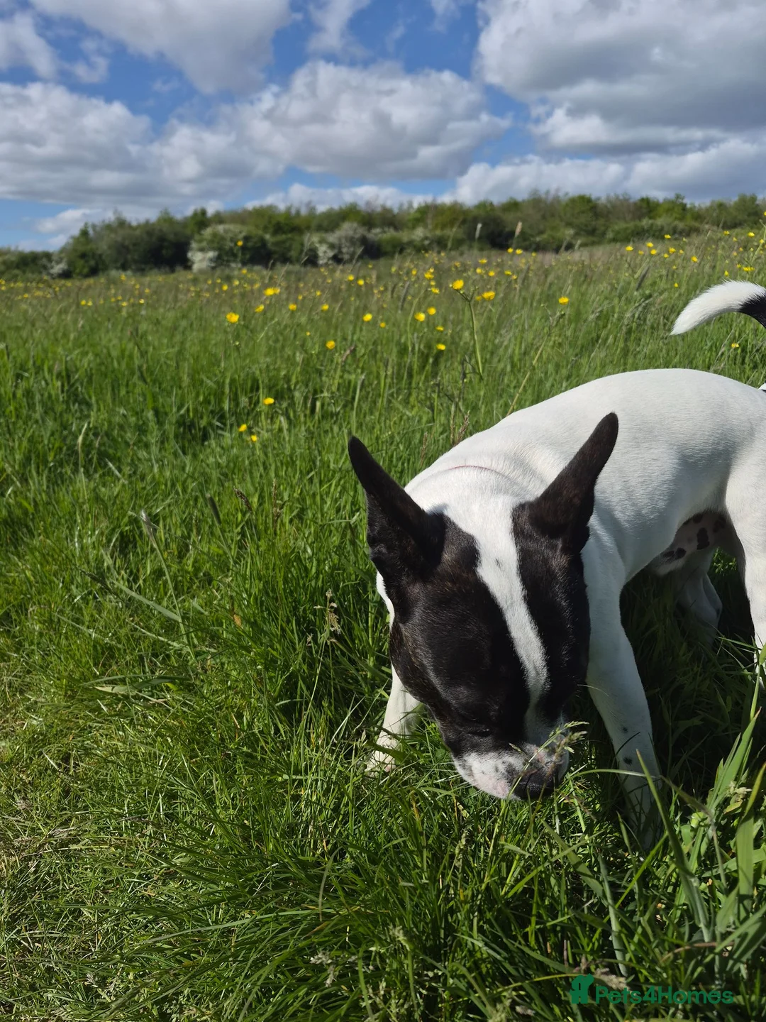 Mixed Breed dogs for sale: 9 month old French bull x Staffordshire bull - Advert 2
