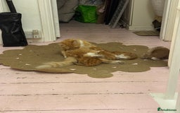 Domestic Shorthair cats for sale: Ginger & white kittens - Image 3