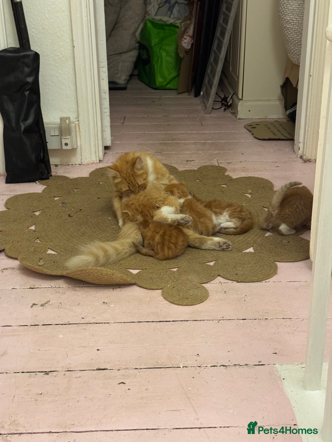Domestic Shorthair cats for sale: Ginger & white kittens - Image 3