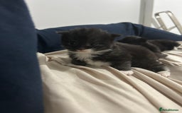 British Longhair cats for sale: 3 beautiful British longhair x  - Image 2