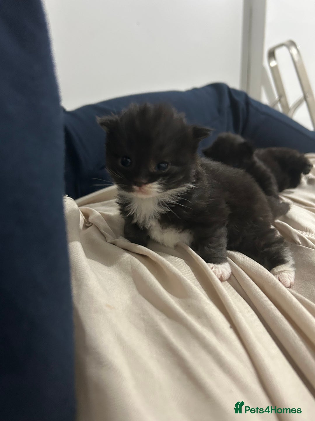 British Longhair cats for sale: 3 beautiful British longhair x  - Image 2