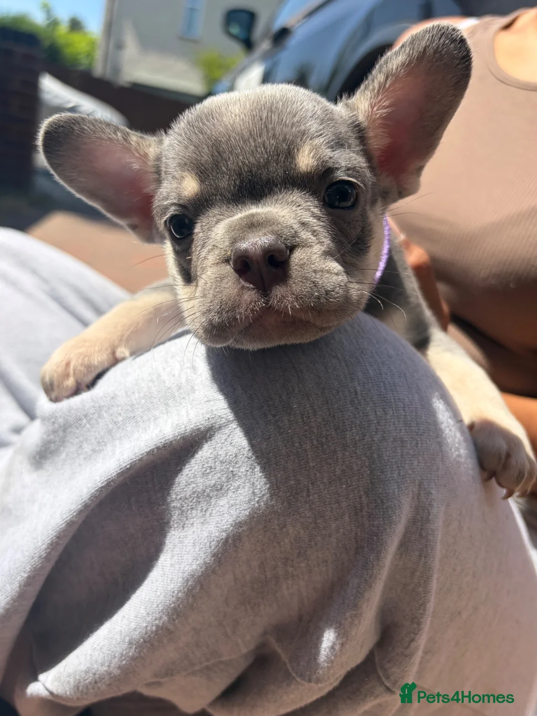 French Bulldog dogs for sale: *Beautiful DWKC Registered French Bulldog Puppies* - Advert 2
