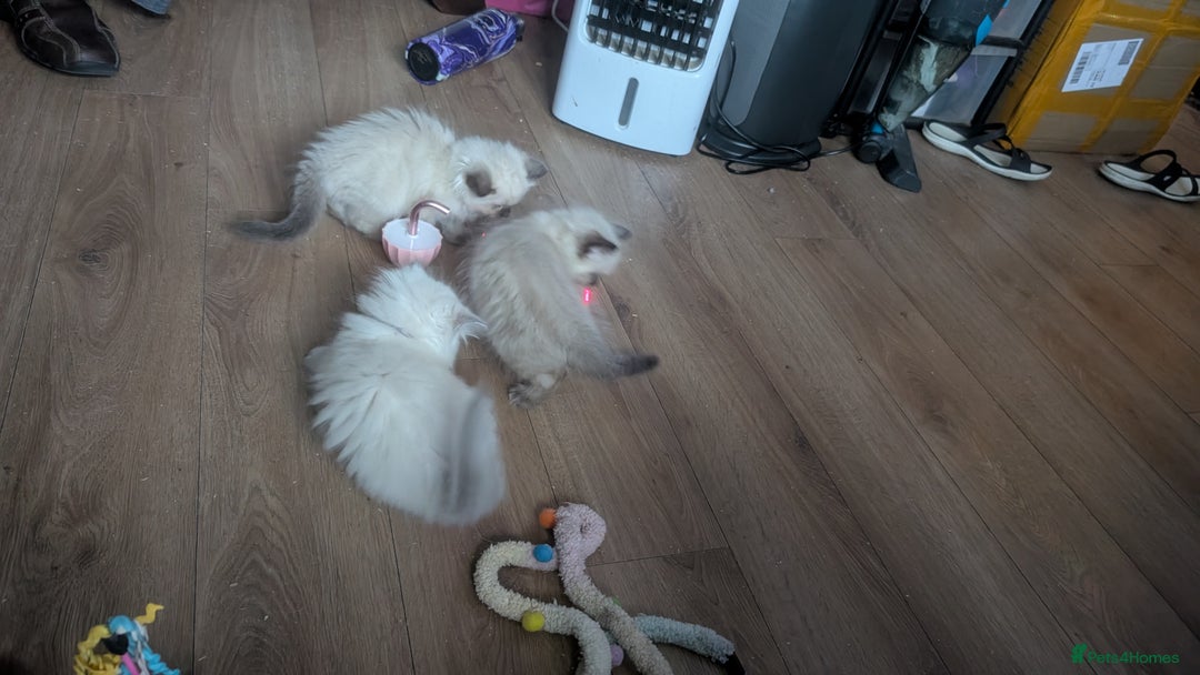 Ragdoll cats for sale: 5 Ragdoll Kittens for Sale - Image 14