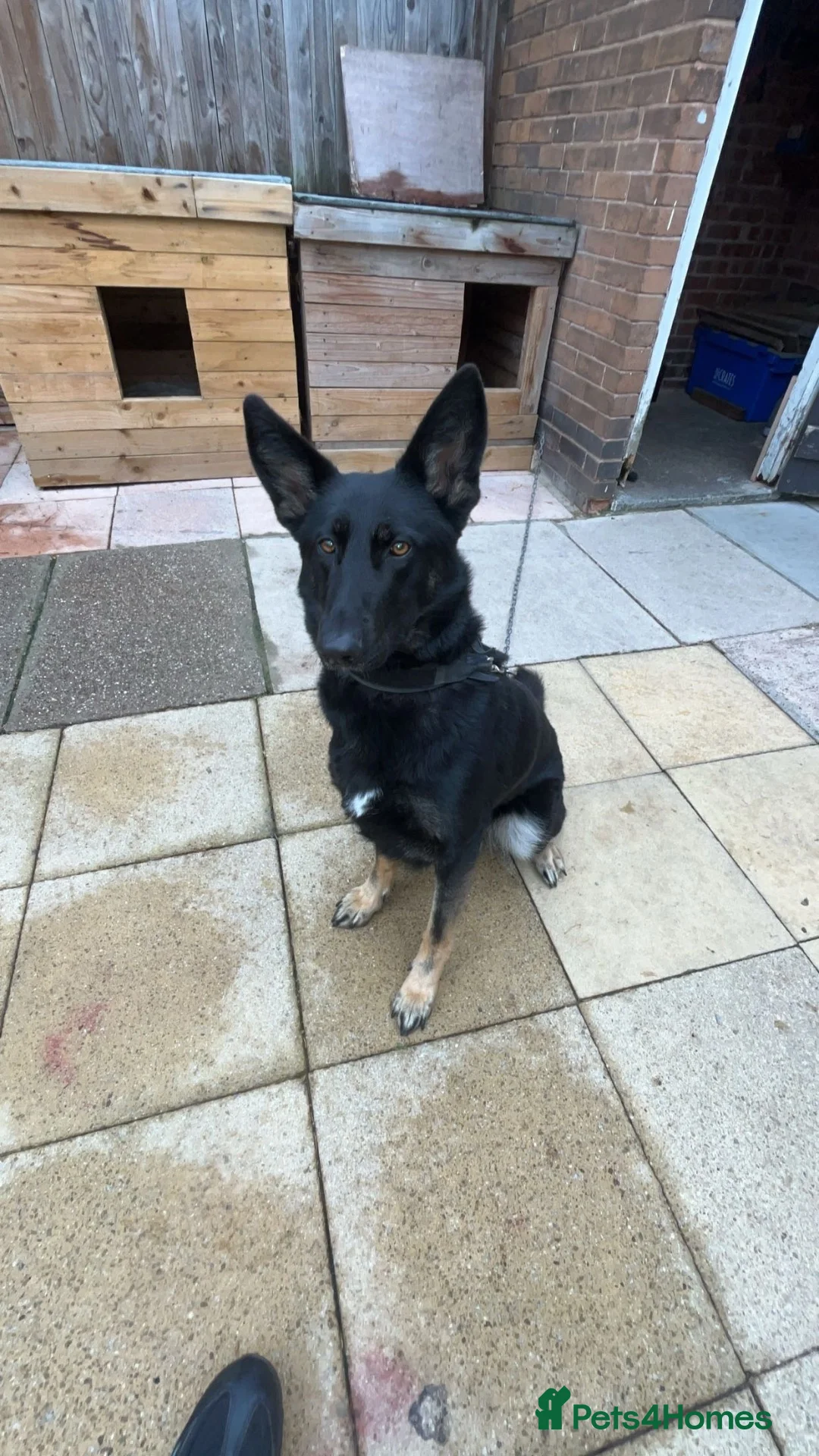 German Shepherd dogs for stud: German Shepherd for sale  in Castleford - Advert 3