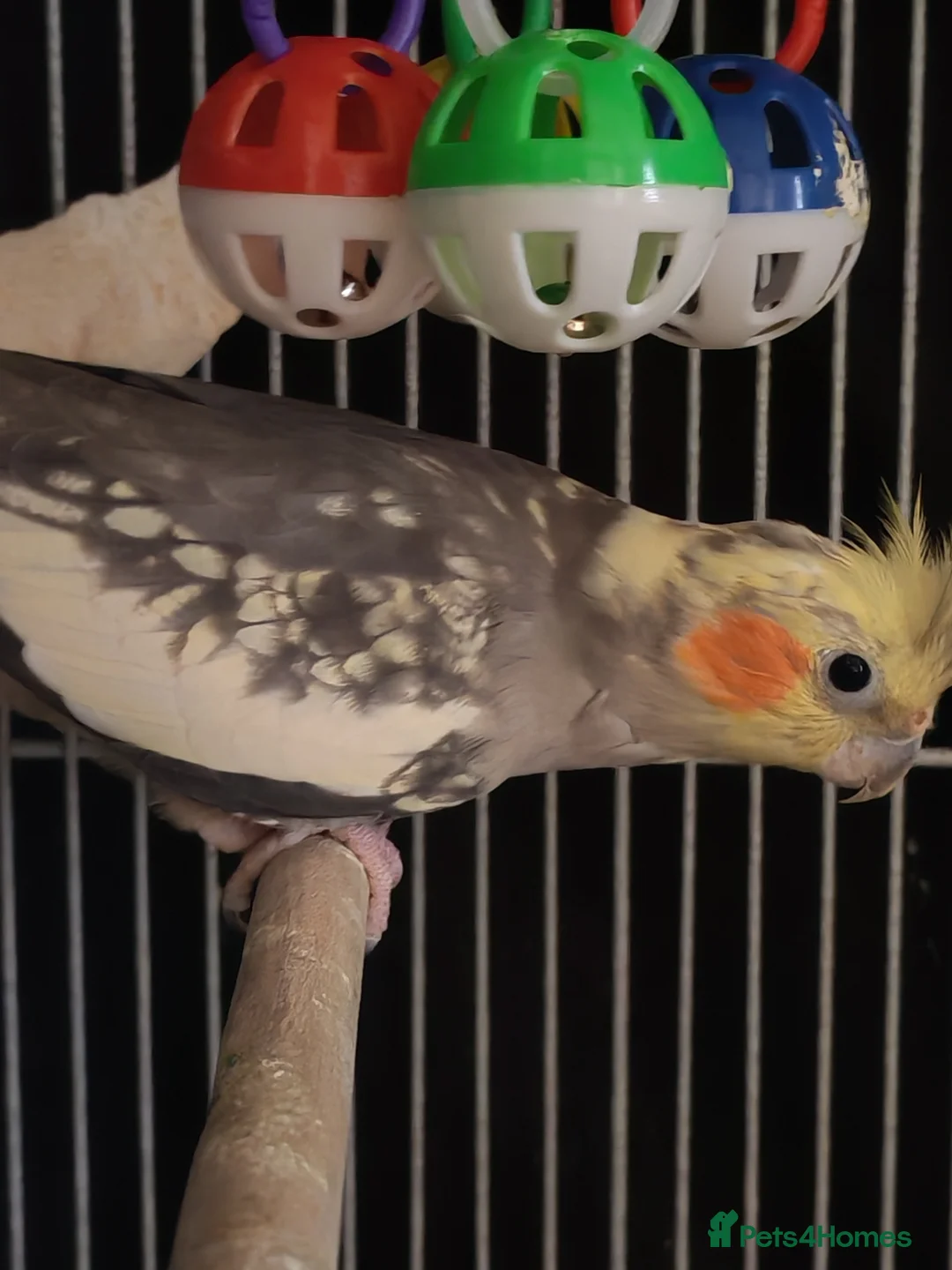 Cockatiels birds for sale: Pair of cockatiels - Advert 3