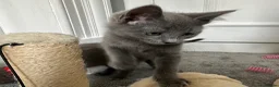 Russian Blue cats for sale: Russian Blue Kittens  - Advert 10