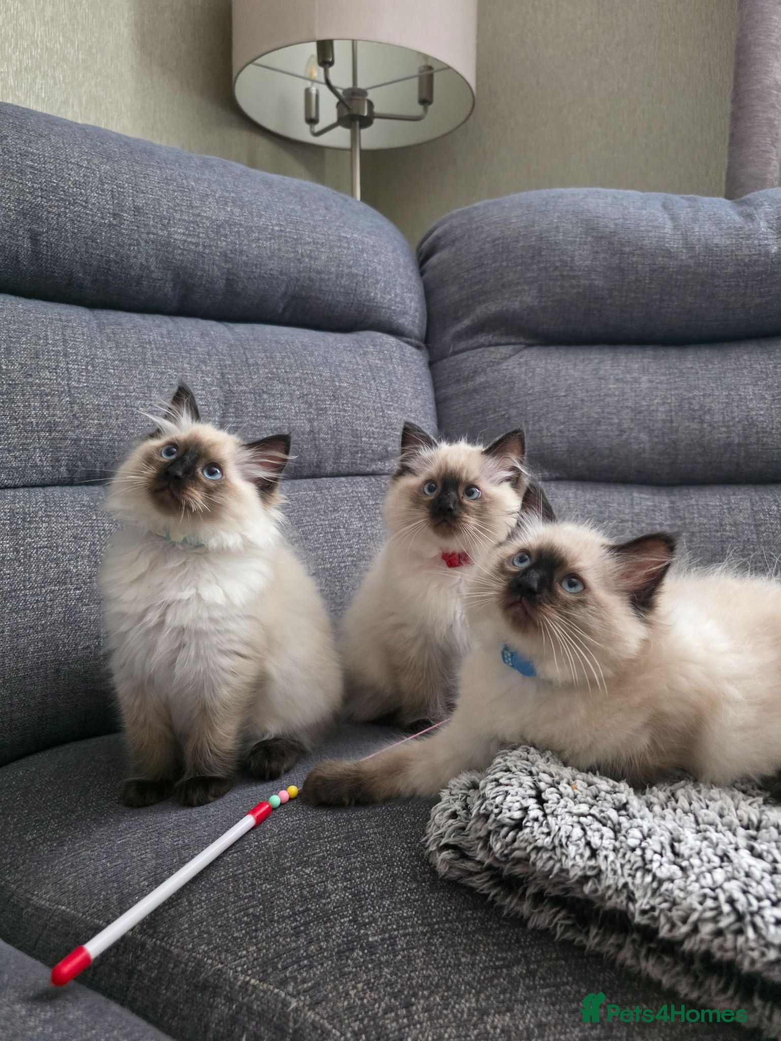 Ragdoll cats 3 loving boys left💕 - Advert 7