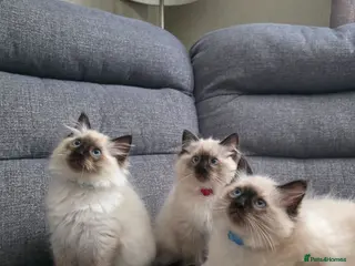 Ragdoll cats 3 loving boys left💕 - Advert 15