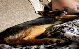 Mixed Breed dogs for sale: Sweetest gentle ball obsessed boy around  - Image 2