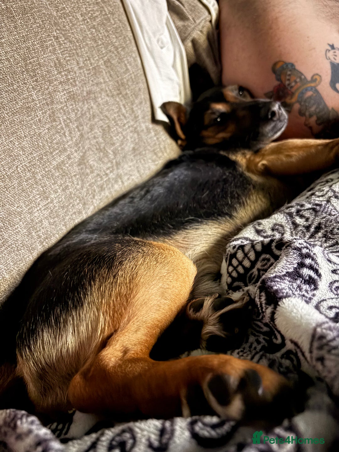 Mixed Breed dogs for sale: Sweetest gentle ball obsessed boy around  - Image 2