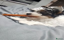 Biewer Terrier dogs for sale: Last girl Pure Biewer yorkshire terrier  - Image 4