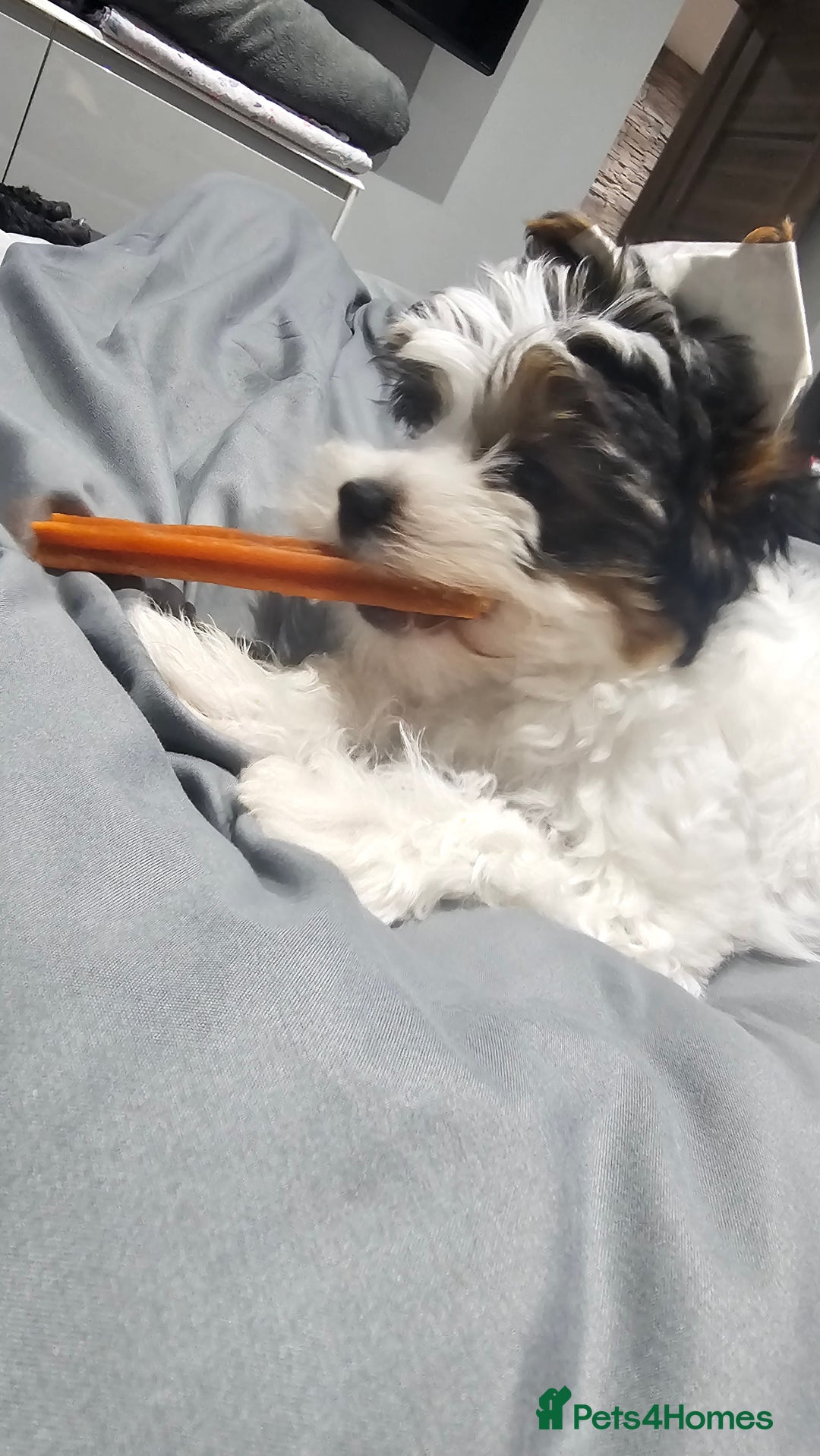 Biewer Terrier dogs for sale: Last girl Pure Biewer yorkshire terrier  - Image 4