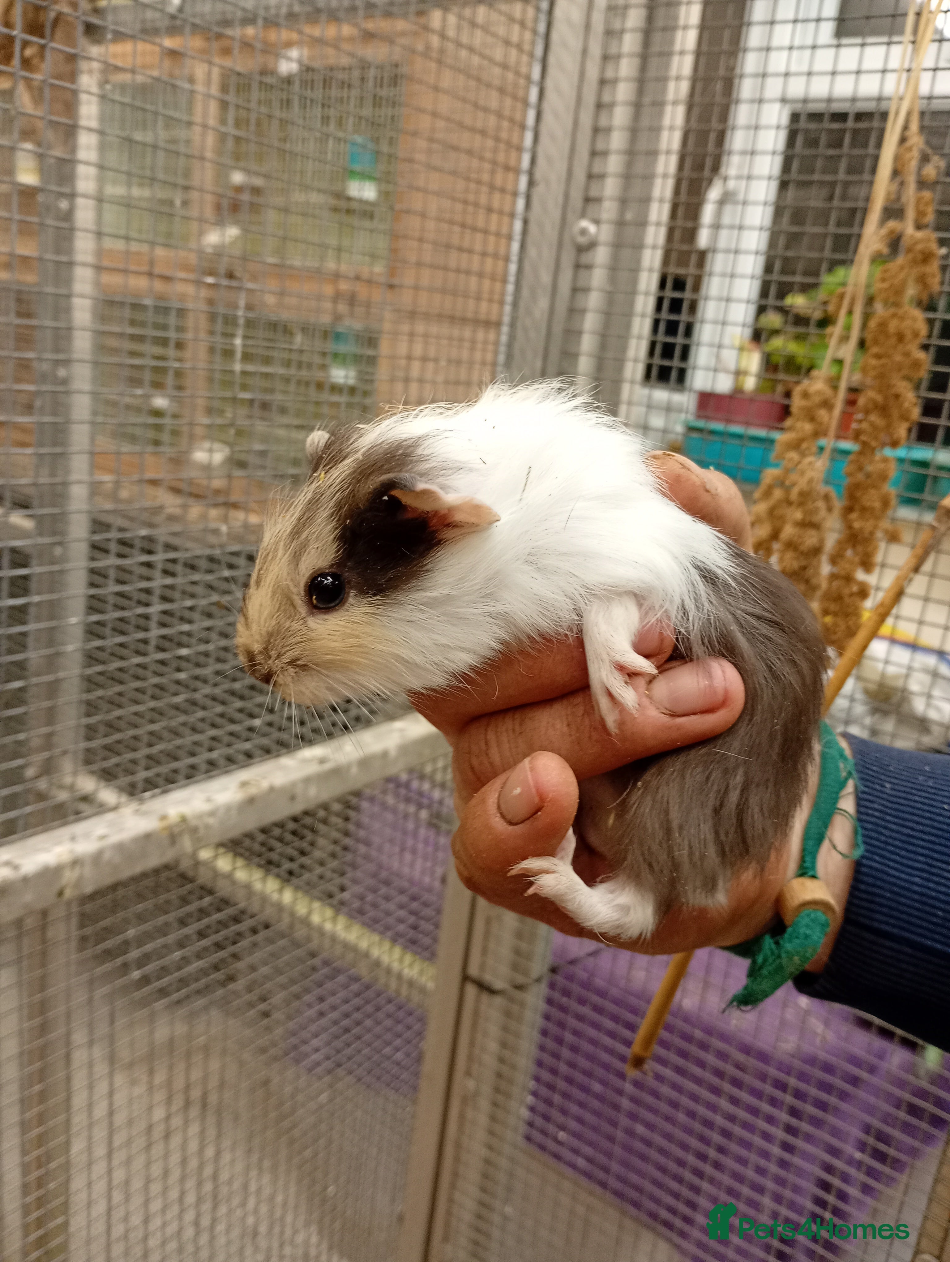 Guinea Pig rodents Guinea pigs male and female - Advert 1