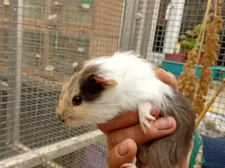Guinea Pig rodents Guinea pigs male and female - Advert 1
