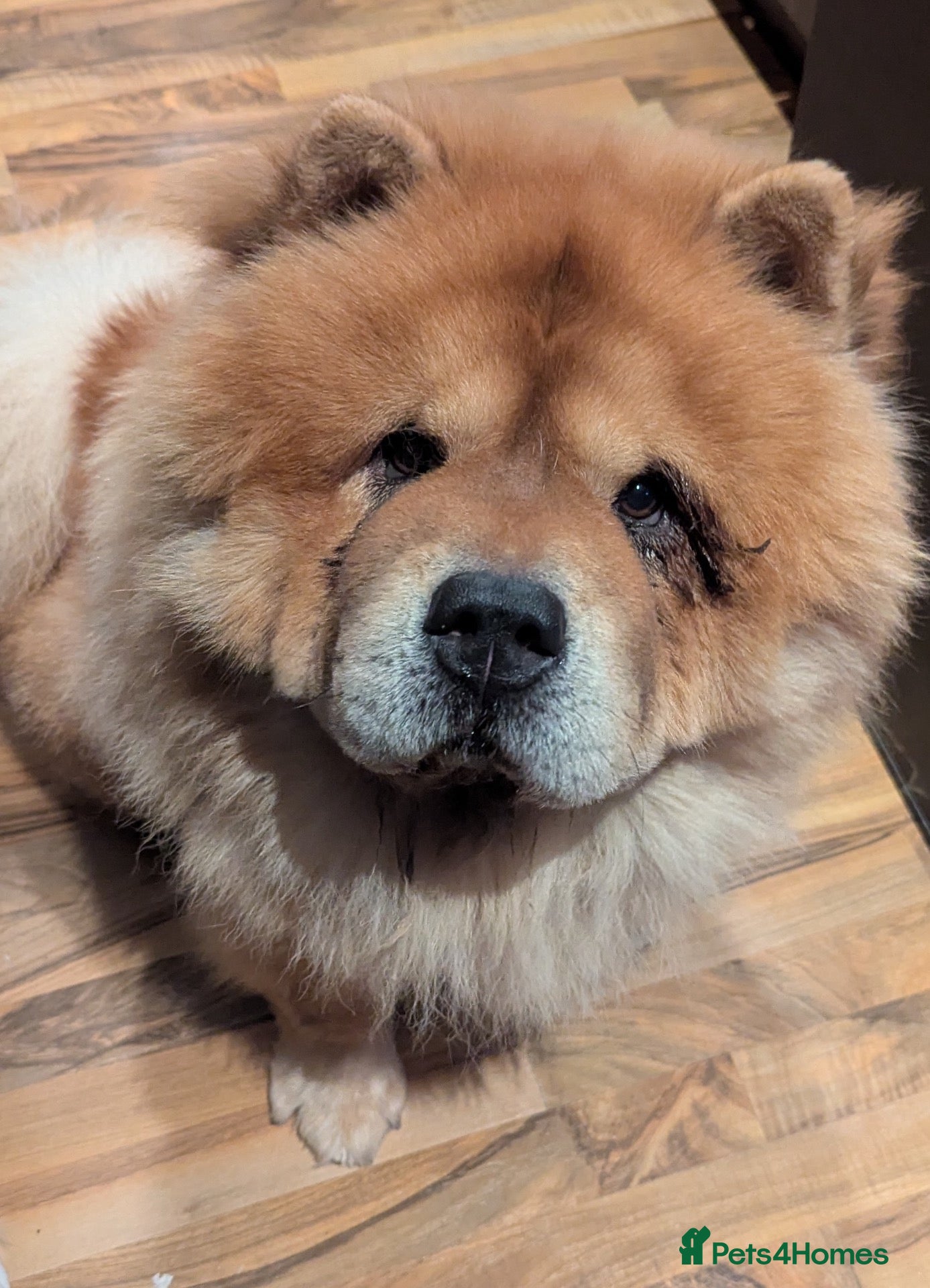 Chow Chow dogs     Chow Chow Boy Looking for His Forever Home 🐾 - Advert 1