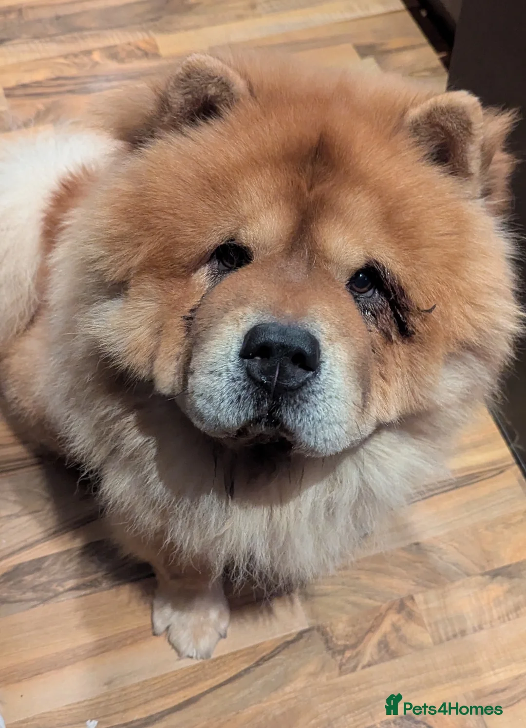 Chow Chow dogs for sale:     Chow Chow Boy Looking for His Forever Home 🐾 - Advert 1