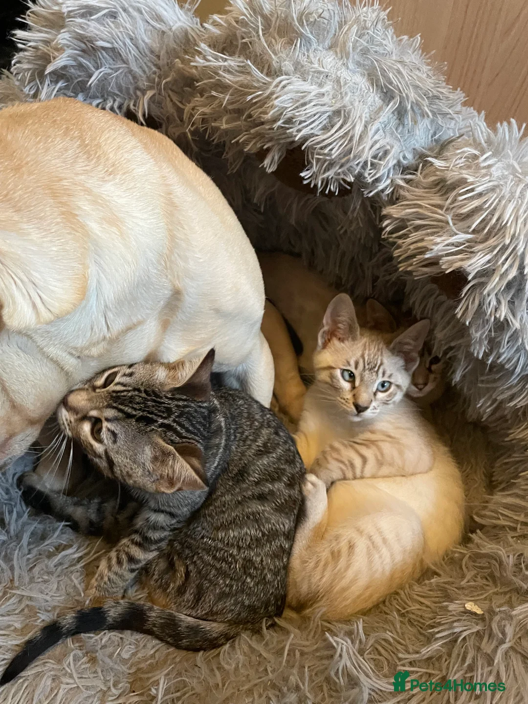 Bengal cats for sale: ❤️INTRODUCING 4 BEAUTIFUL FELINES KITTENS ❤️ - Advert 16