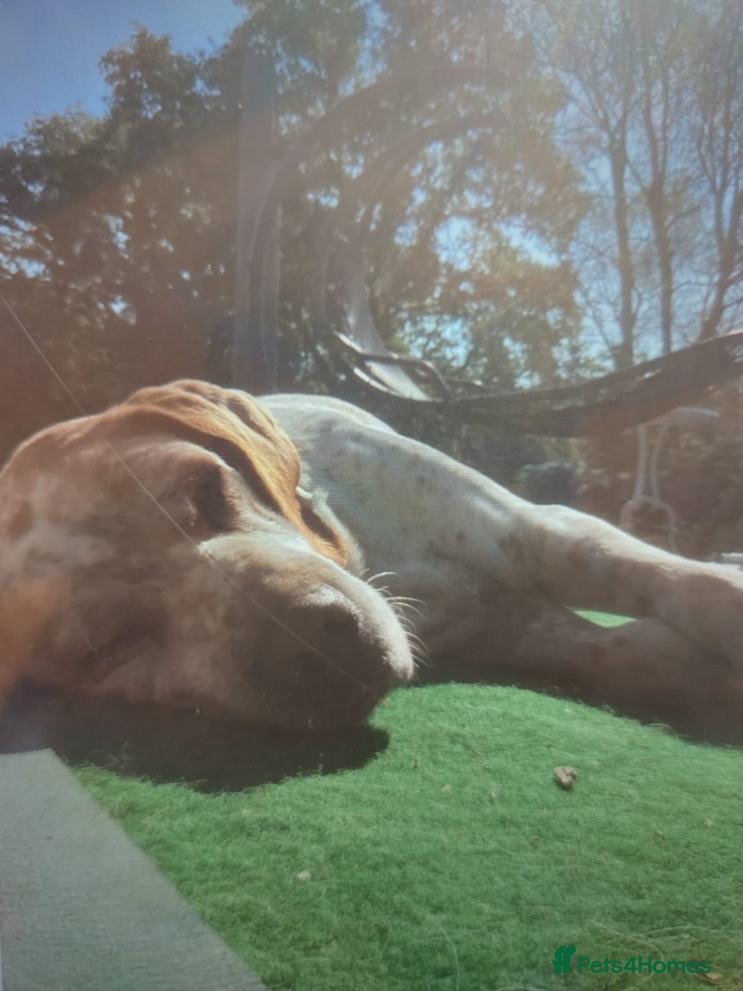 Pointer dogs for adoption: Caqui a wonderful older Pointer - Image 1