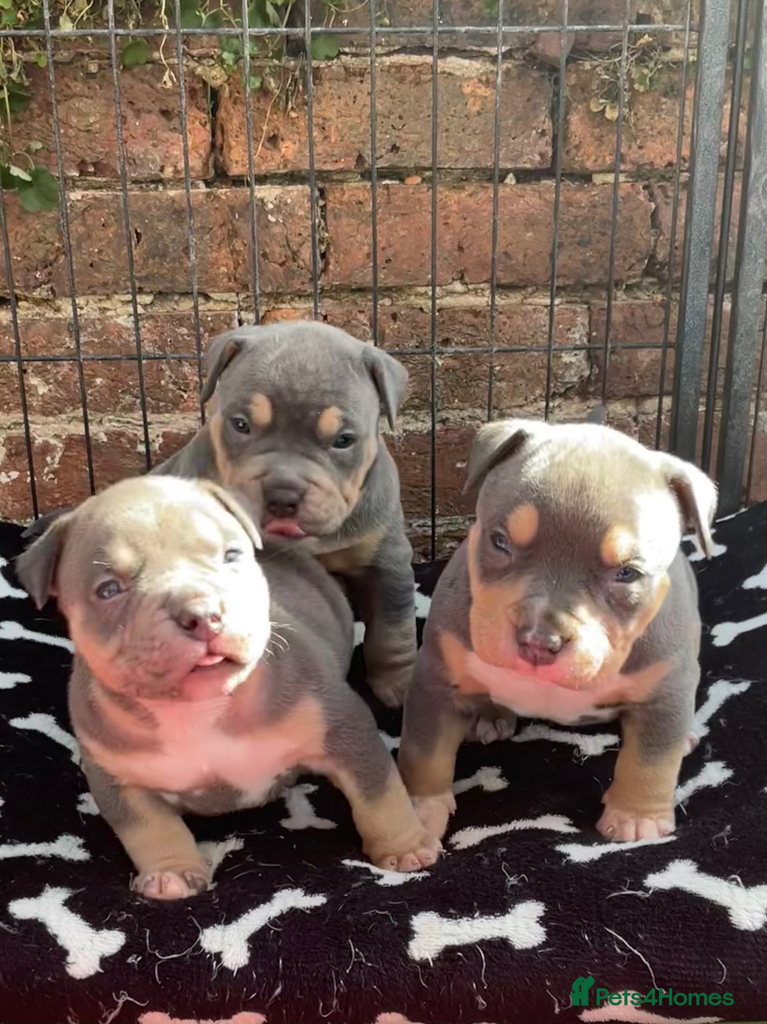 American Bully dogs American pocket bullies  - Advert 2