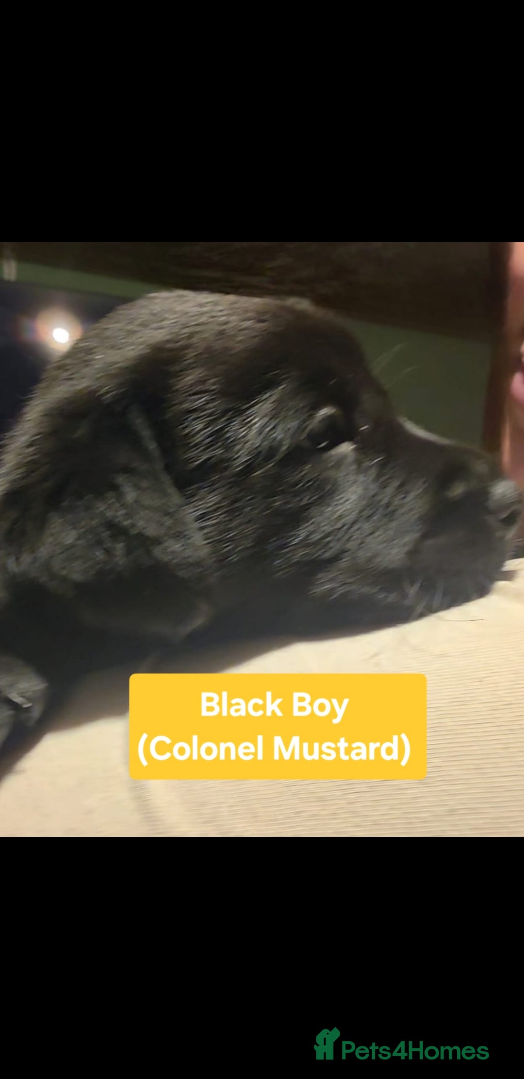 Labrador Retriever dogs for sale: Labrador Puppies for sale pedigree  - Image 9
