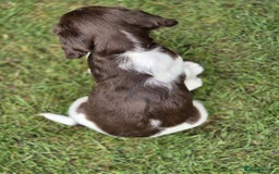 English Springer Spaniel dogs for sale: KC Reg. READY NOW. English Springer Spaniel 8 WKS - Image 23