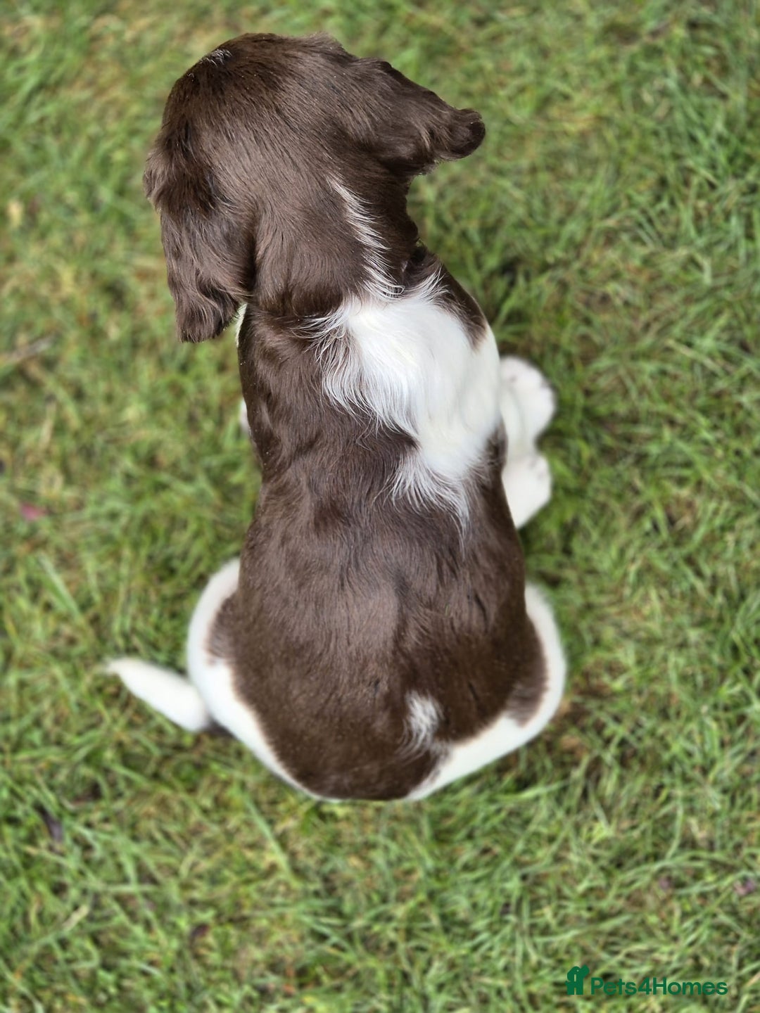 English Springer Spaniel dogs for sale: KC Reg. READY NOW. English Springer Spaniel 8 WKS - Image 23