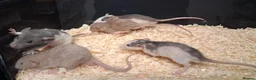 Rat rodents for sale: Baby Dumbo Rat's, various types  - Advert 25