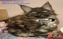 Maine Coon cats for sale: Stunning litter of Maine Coons - ready now! - Image 6