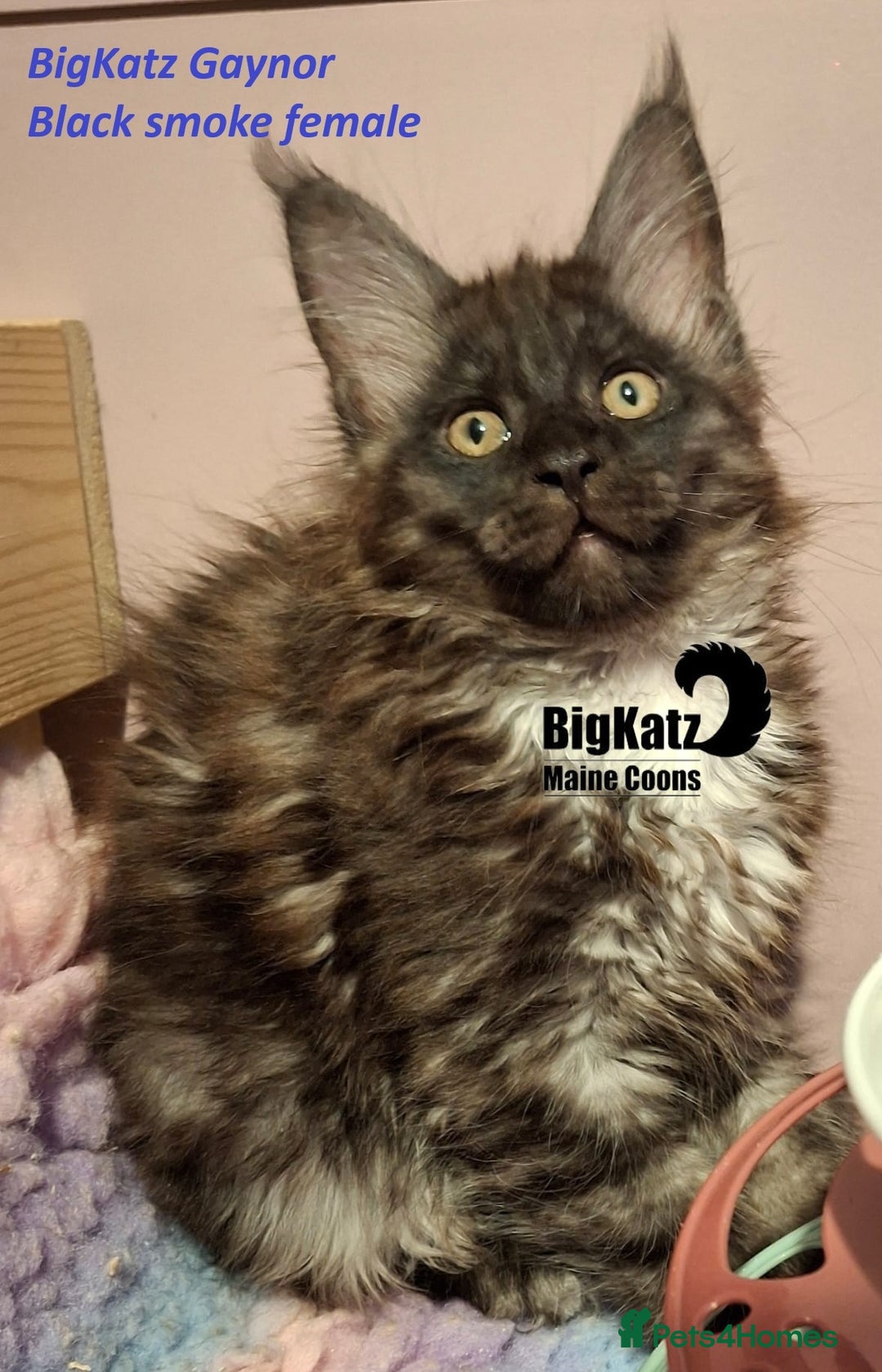 Maine Coon cats for sale: Stunning litter of Maine Coons - ready now! - Image 6