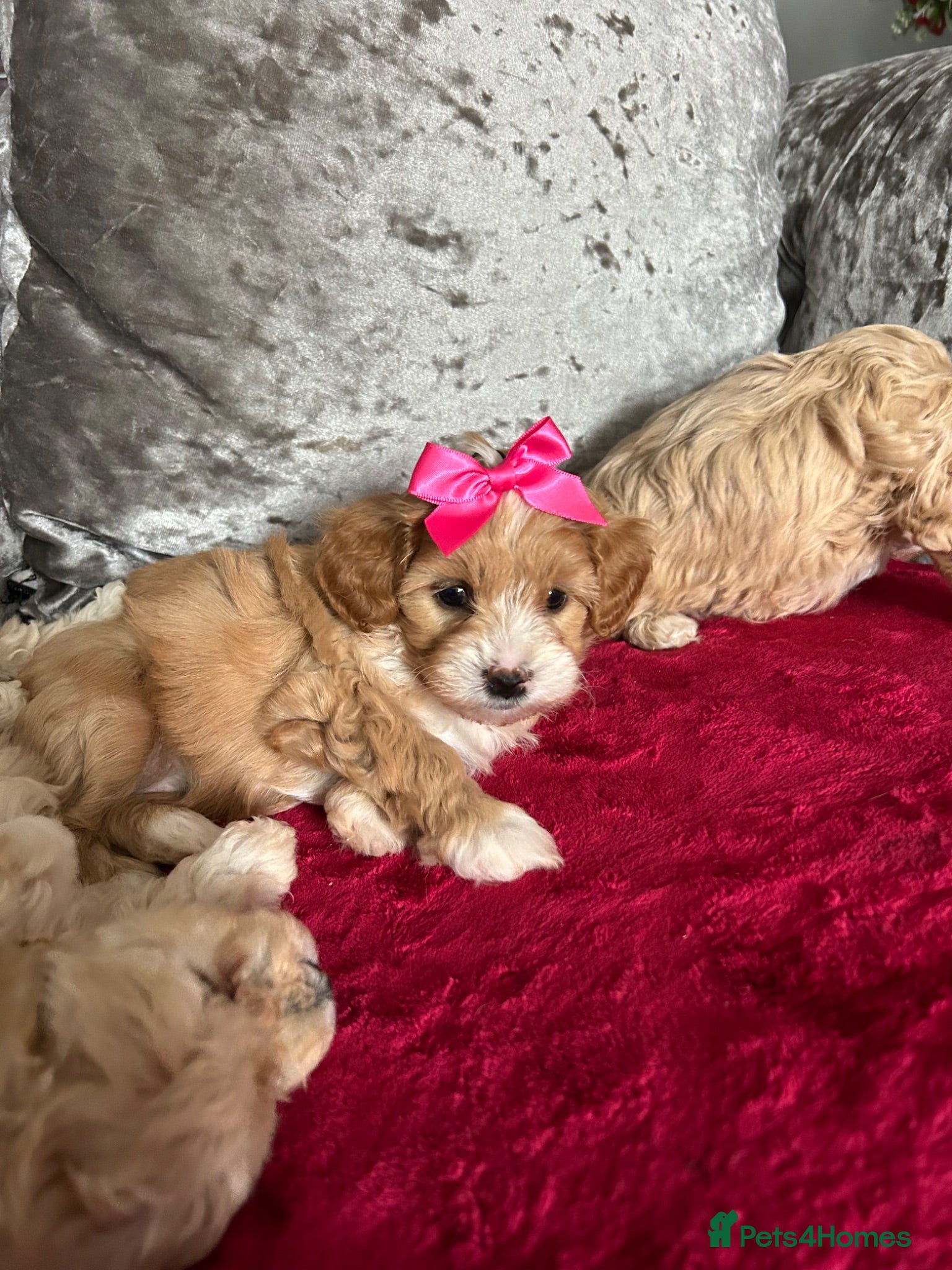 Maltipoo dogs adorable maltipoo puppies ready for a loving home - Advert 17