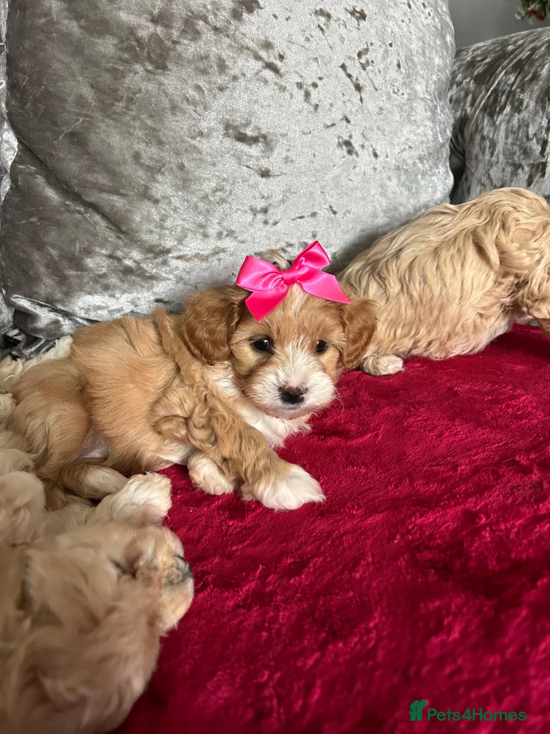 Maltipoo dogs for sale: adorable maltipoo puppies ready for a loving home - Advert 1