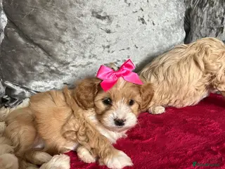 Maltipoo dogs adorable maltipoo puppies ready for a loving home - Advert 1